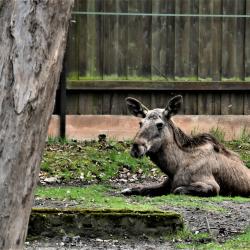 Jihočeská zoologická zahrada v Hluboké nad Vltavou má opět otevřeno.