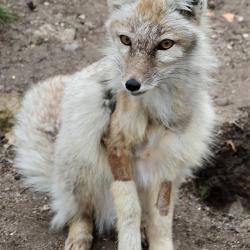 Jihočeská zoologická zahrada v Hluboké nad Vltavou má opět otevřeno.