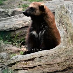 Jihočeská zoologická zahrada v Hluboké nad Vltavou má opět otevřeno.