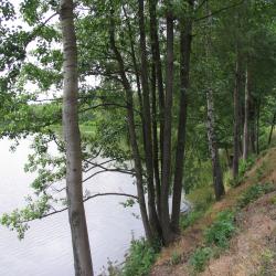 Vosecký rybník u Střížovic.