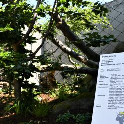 Zoologická zahrada Hluboká nad Vltavou otevírá novou expozici sov.