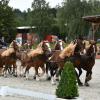 Obdivovat krásné koně mohli návštěvníci Zemského hřebčince v Písku. V sobotu 29. srpna se zde konal už druhý ročník Chovatelského dne.
